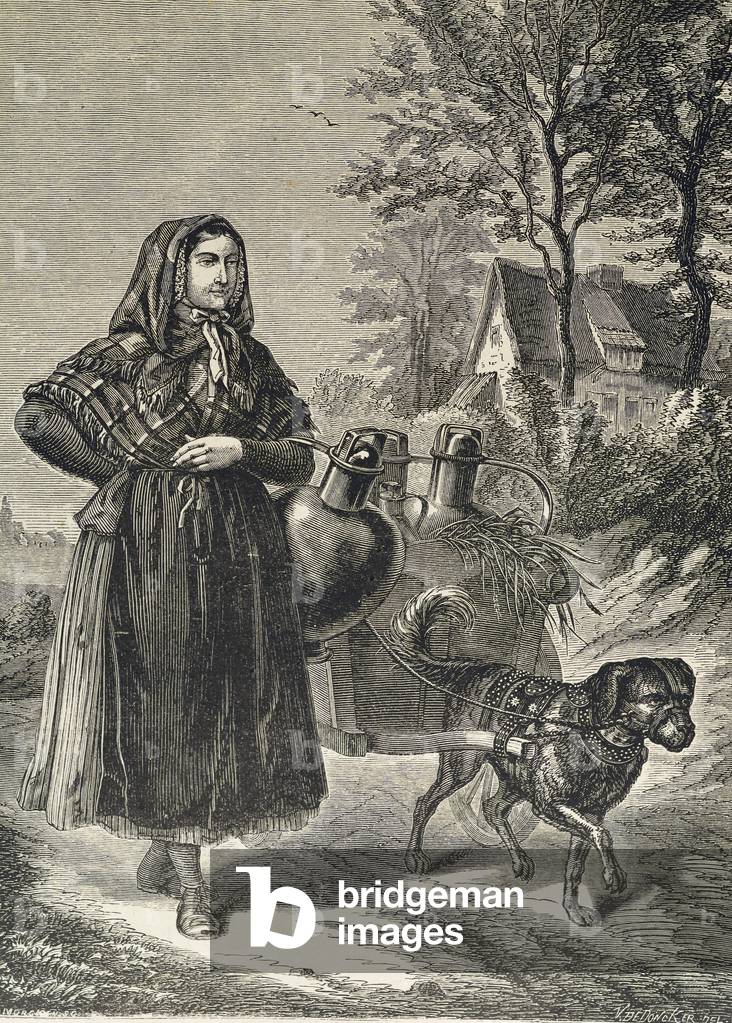 Flemish milkmaid
