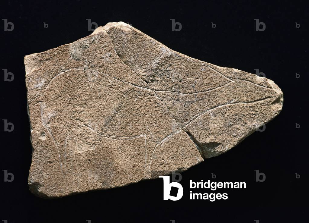 "Petroglifo che rappresenta un cervo" di Prehistoric