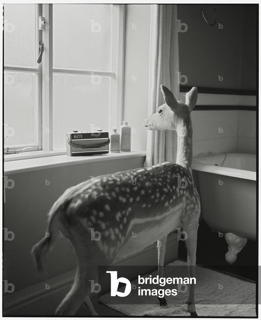 Deer in the Bathroom - 2, 2014 (photography)