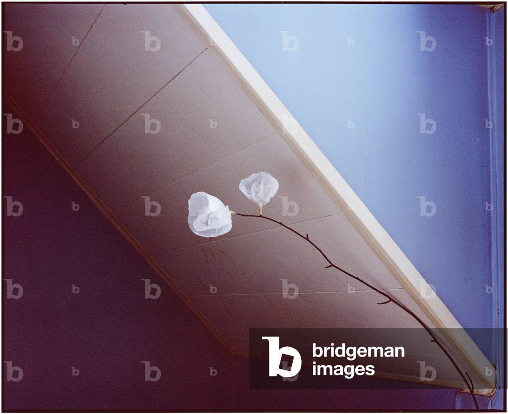 Two White Flowers, 2017 (photography)