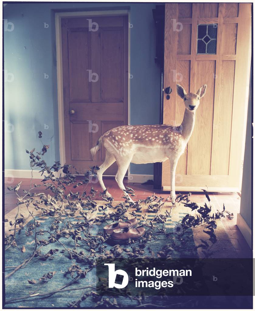 Snow's Shoes, 2014 (photography)