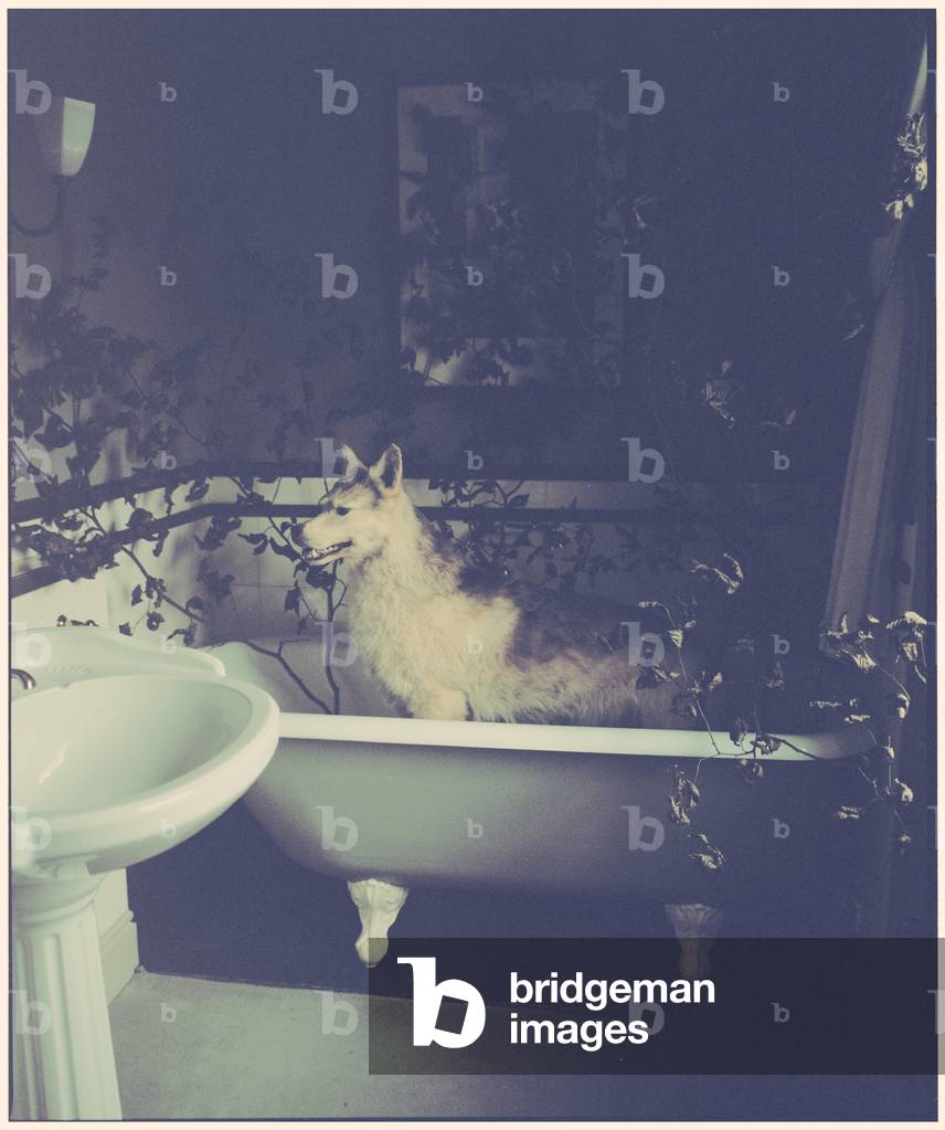 Wolf in the Bath, 2014 (photography)