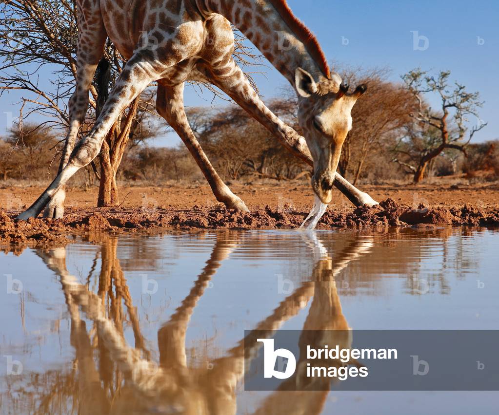 Narcissus (drinking giraffe), 2019 (photograph)