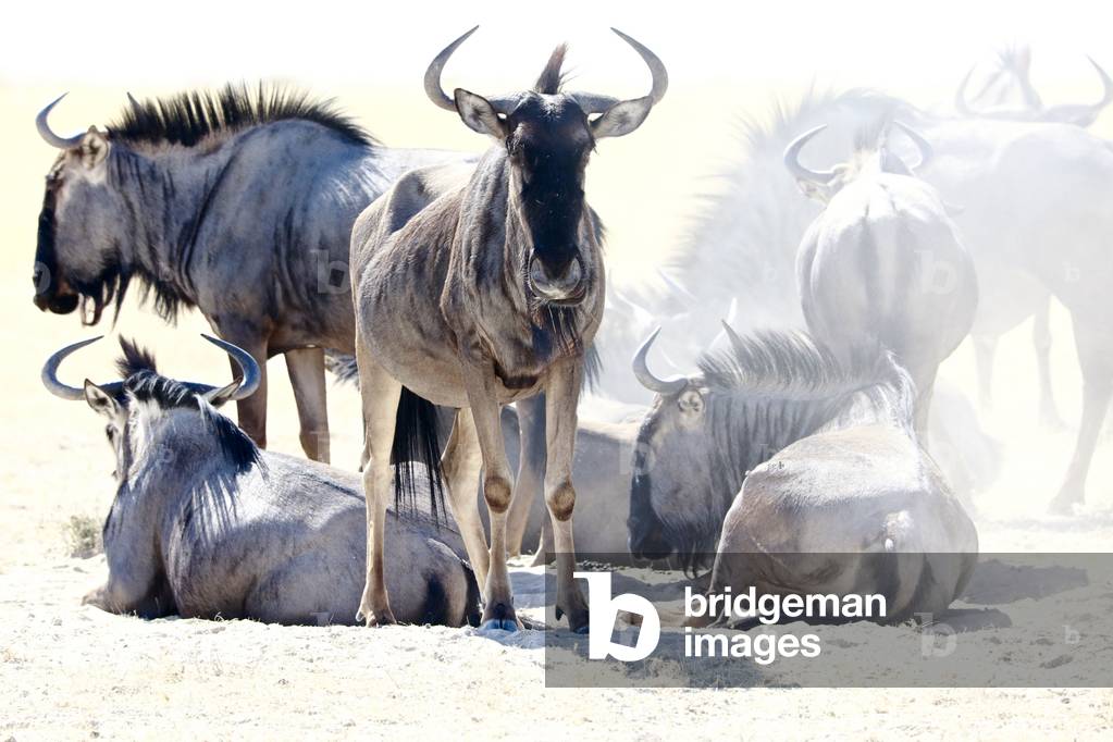 Wildebeest, Etosha, 2017 (photograph)