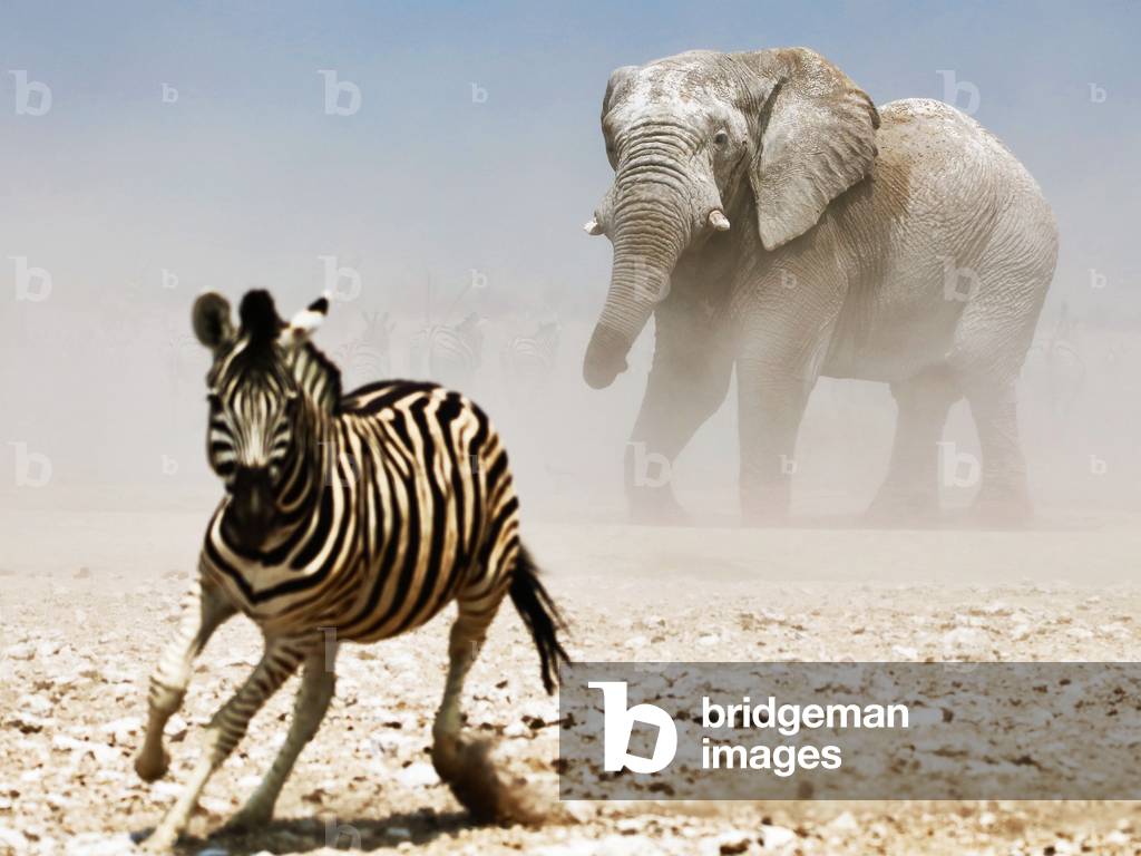 Elephant and Zebra, Etosha, 2018 (photograph)