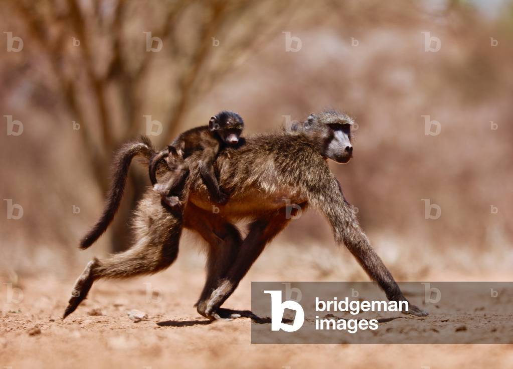 Jockey (baboon), 2019 (photograph)