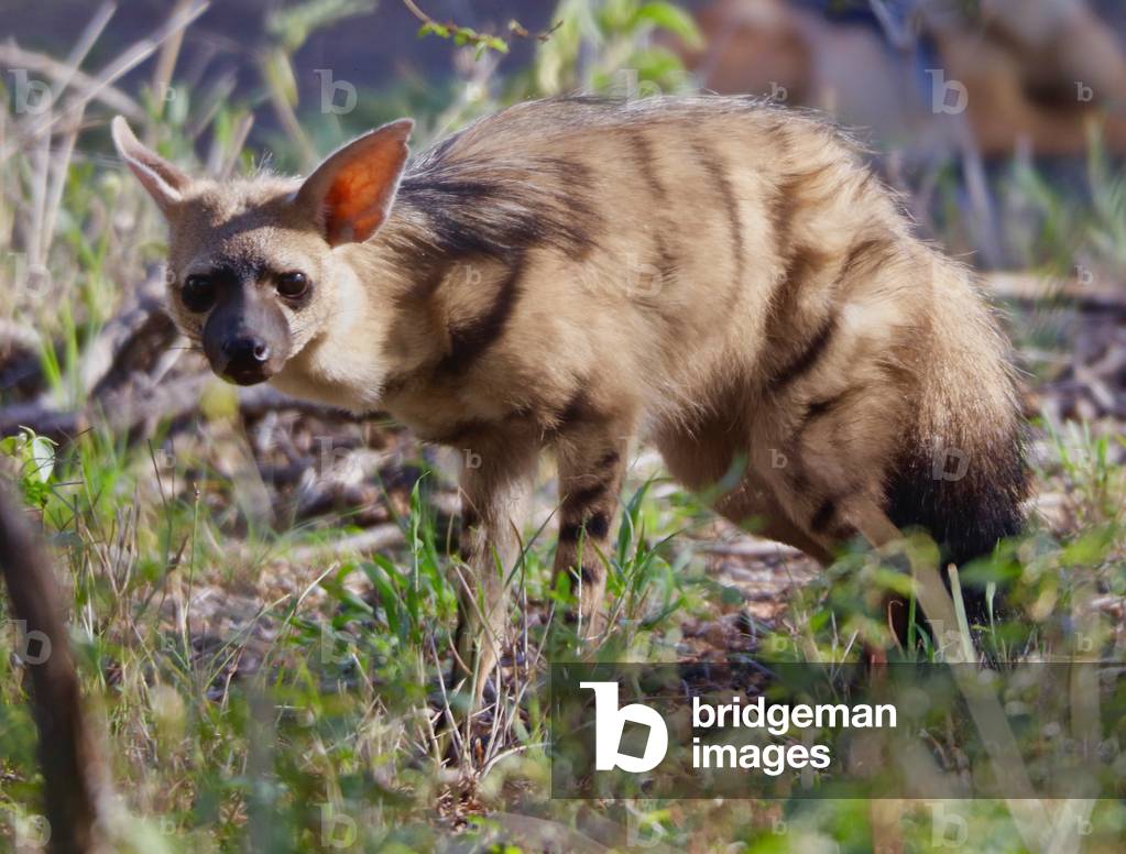 Aardwolf, Kenya, 2018 photograph