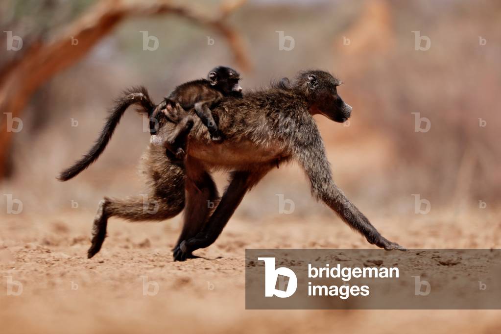 Hitching a ride (baboon), 2019 (photograph)