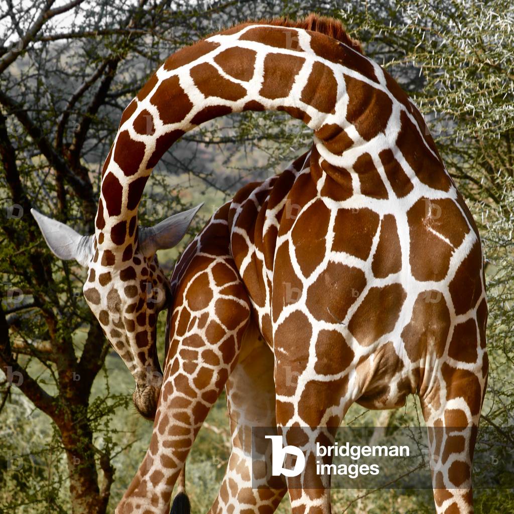 Head over Heels, Sarara, 2017 (photograph)