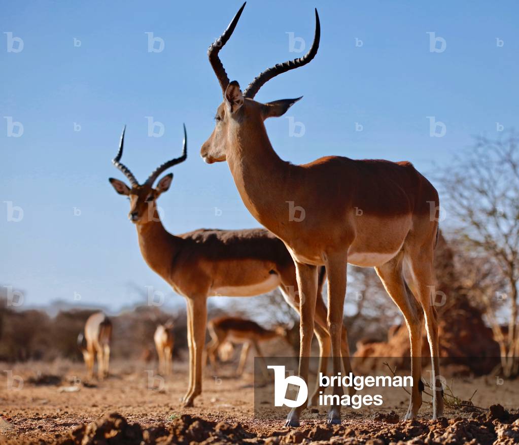 Impala bucks, 2019 (photograph)