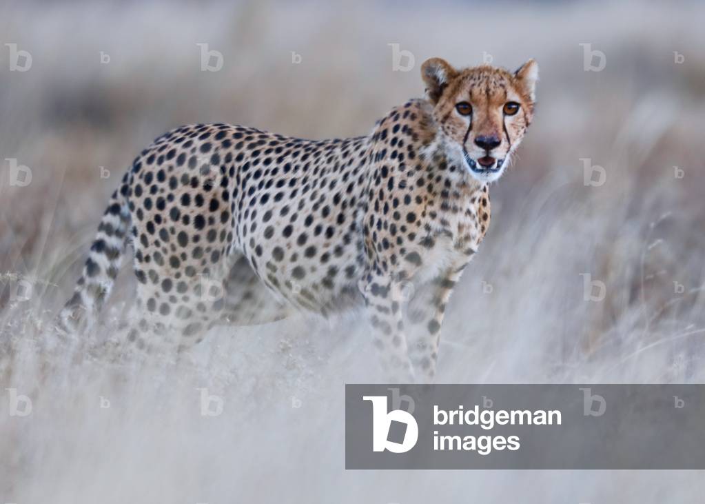 Chyulu cheetah, 2019 (photograph)