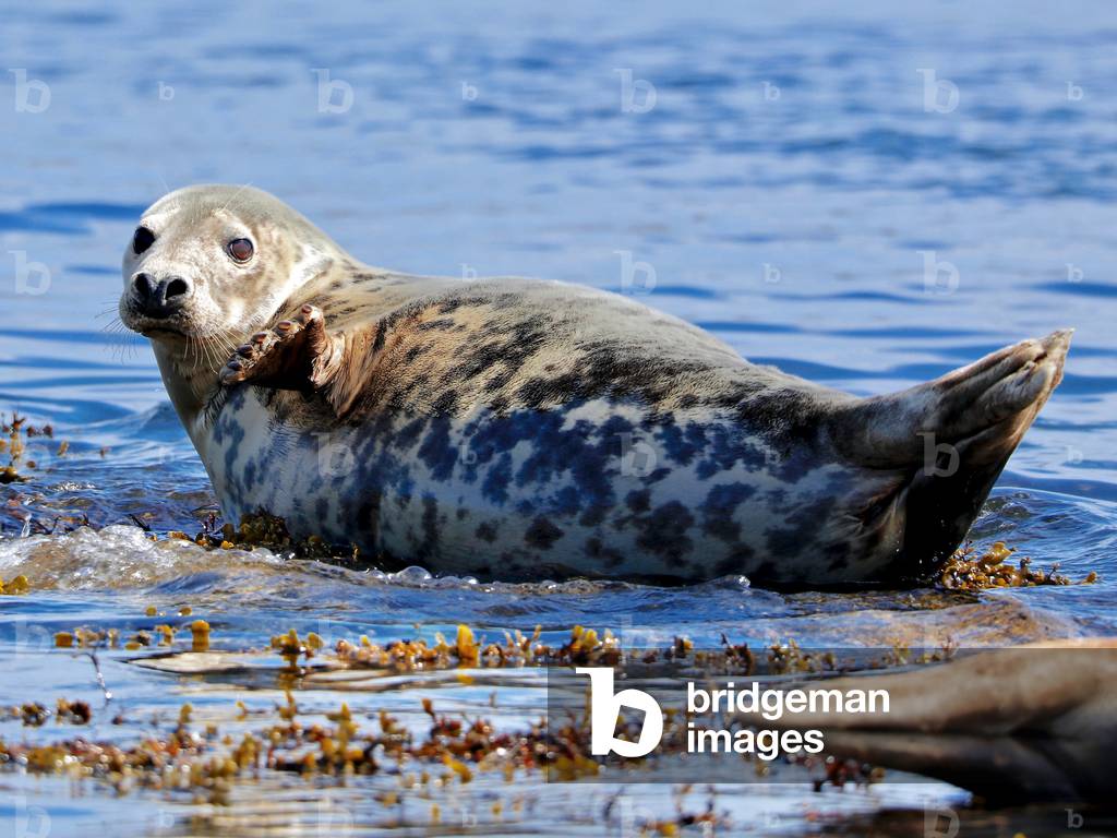 Grey ?, 2019 (photograph)