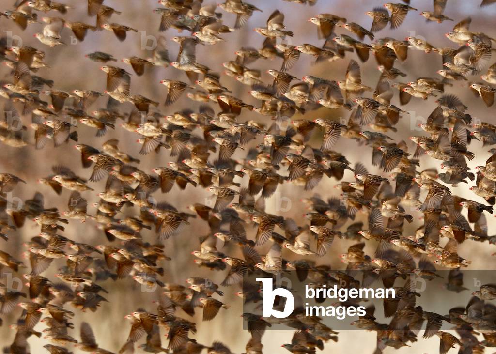 Safety in Numbers 3 (red-billed quelea), Namibia, 2018 (photograph)