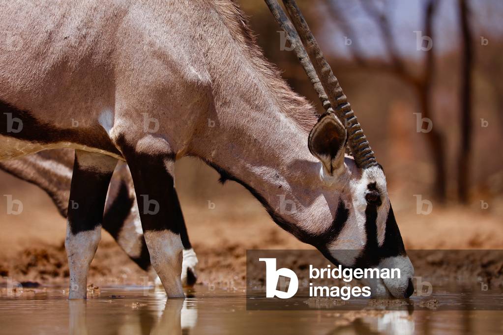 Oryx Drinking, Mount Etjo, 2019 (photograph)
