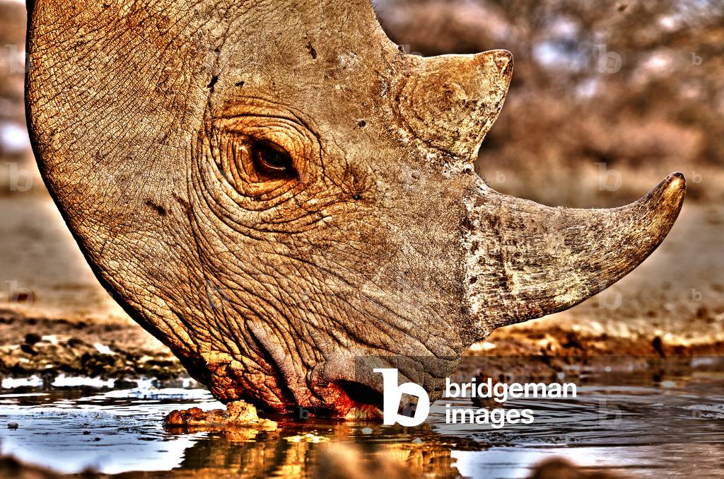 Black Rhino drinking, 2018 (photograph)