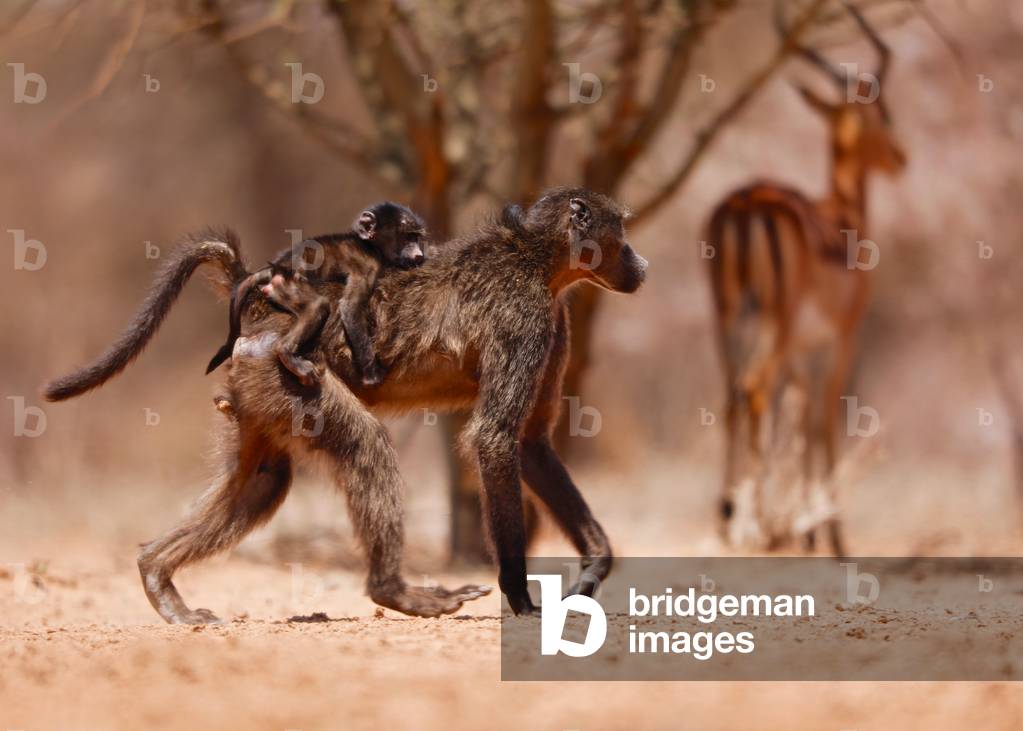 Baboon mother, 2019 (photograph)