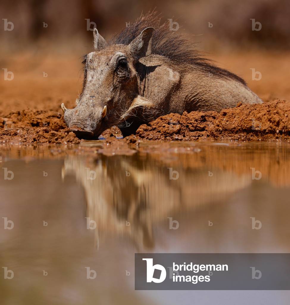 Wallow, 2019 (photograph)