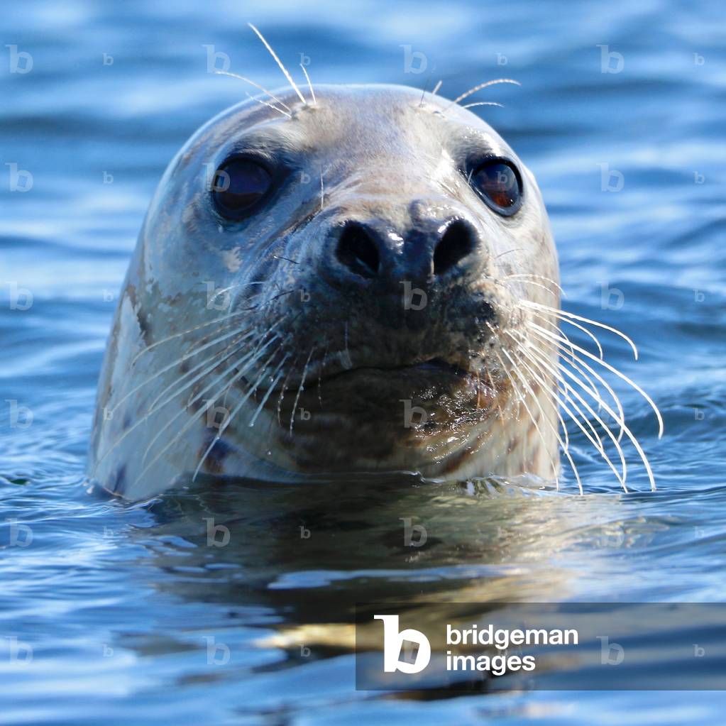 Young Grey Seal, Westcove, 2019 (photograph)