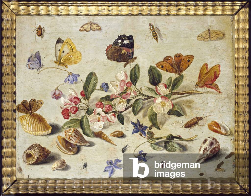 "Uno studio di fiori e insetti (olio su rame)", 17th Secolo di the Elder Kessel