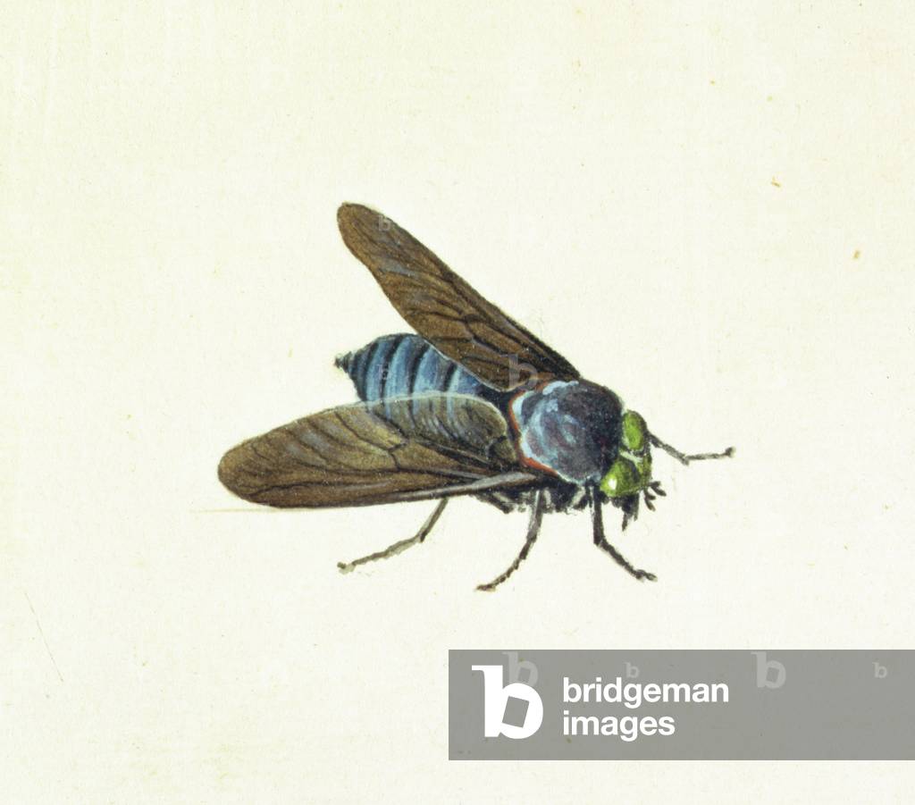 La tafana, XVIII secolo (w/c su carta)