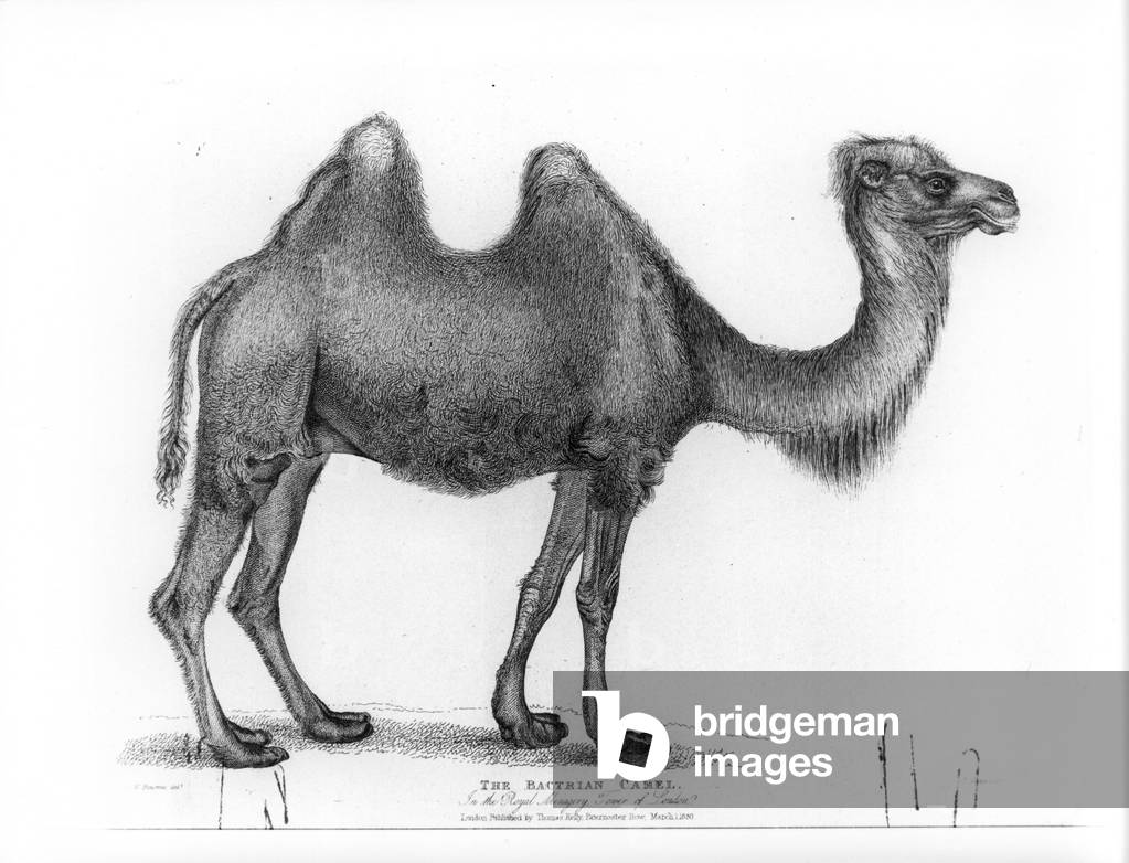 A Bactrian Camel in the Tower Menagerie, c.1830 (engraving)