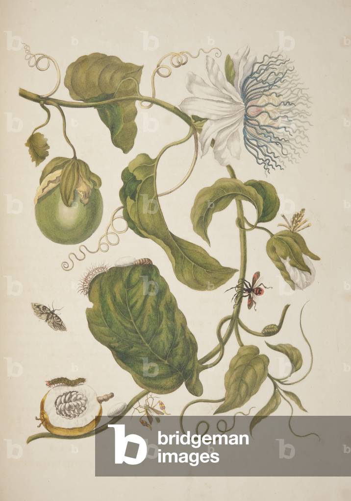 Plate XXI from 'Metamorphosis Insectorum Surinamensium' by Maria Sibylla Merian, 1705 (coloured engraving)
