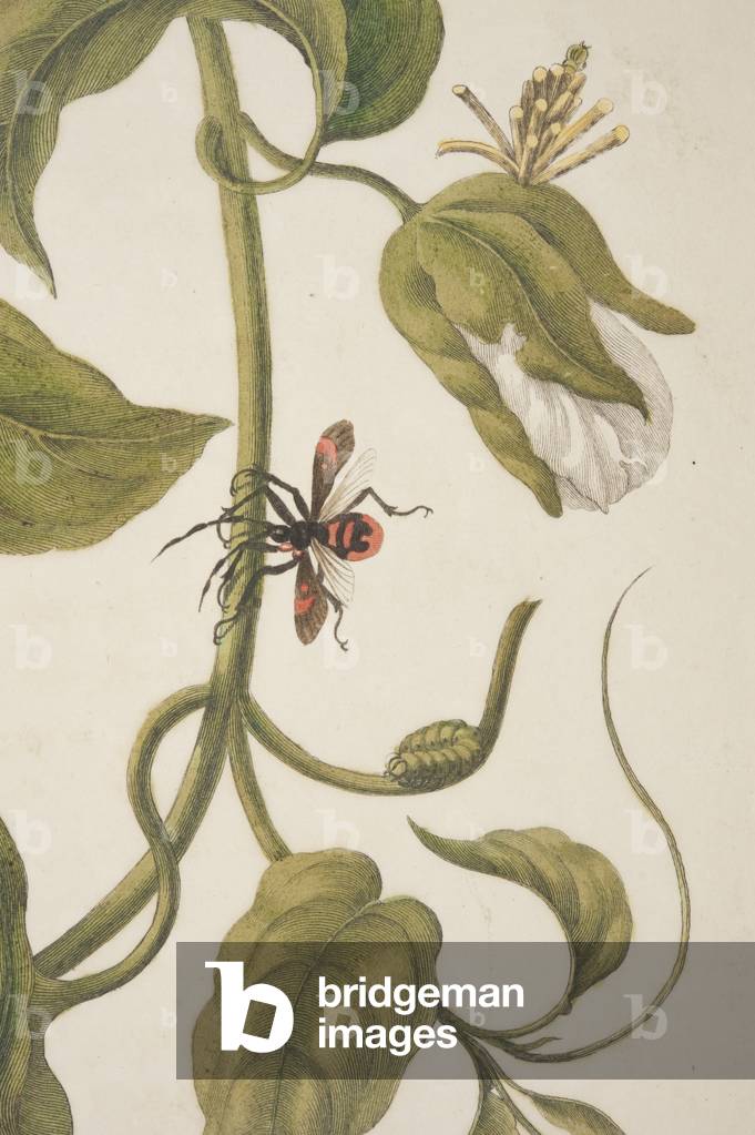 Detail of Plate XXI from 'Metamorphosis Insectorum Surinamensium' by Maria Sibylla Merian, 1705 (coloured engraving)
