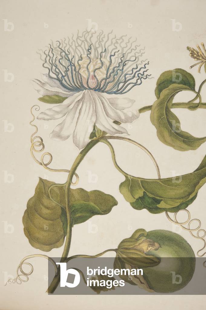 Detail of Plate XXI from 'Metamorphosis Insectorum Surinamensium' by Maria Sibylla Merian, 1705 (coloured engraving)