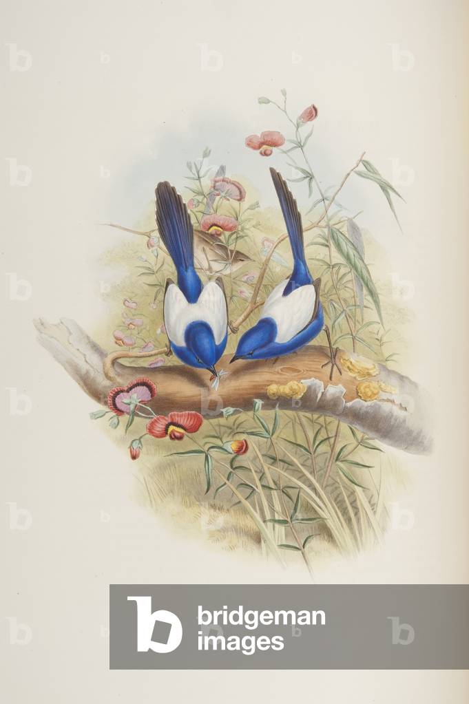 Malurus leuconotus, from 'The Birds of Australia' by John Gould, 1840 (colour litho)