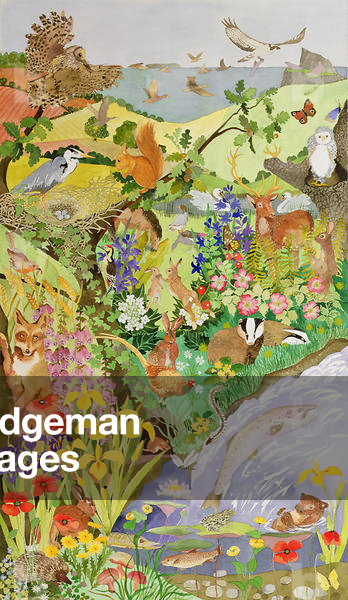 British Wildlife, 2000 (senza carta)