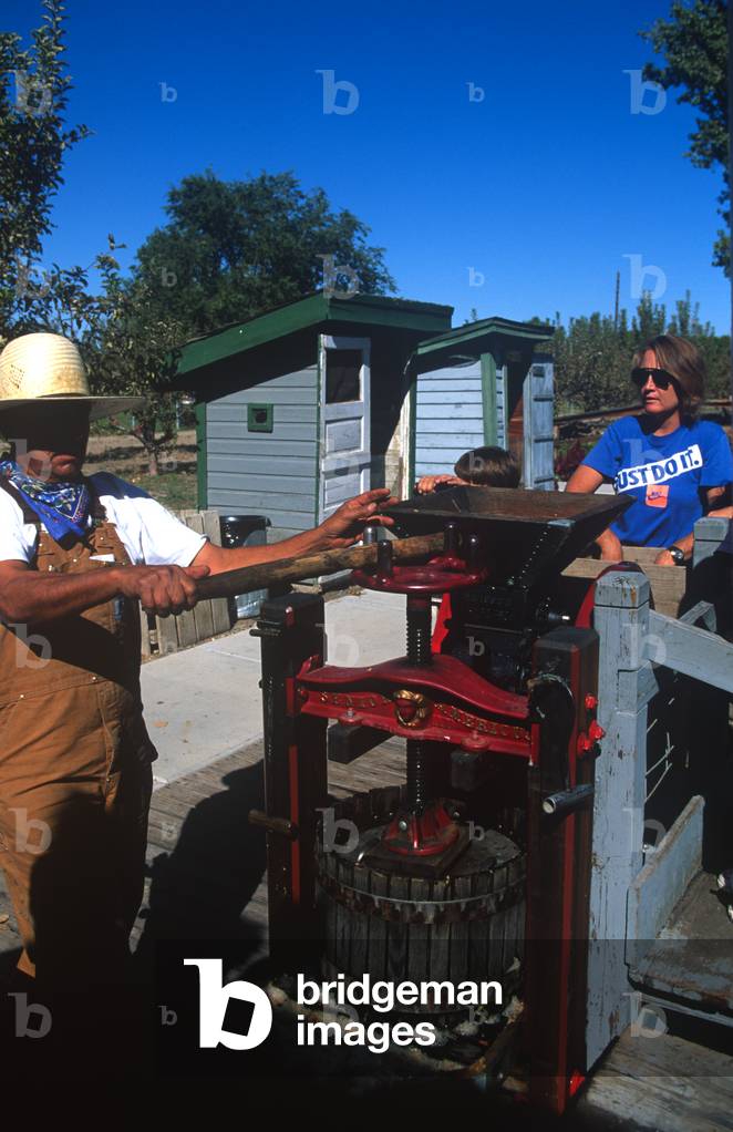 Red ,&, Green Apples, Apple Jubilee, Cross Orchards Historic Site, Colorado (photo)
