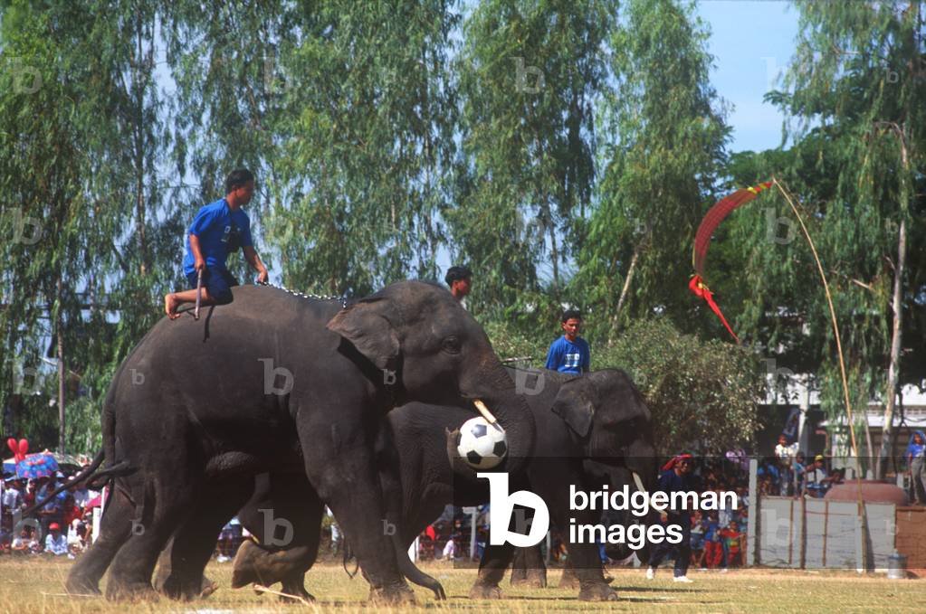 Elephants Playing Soccer, Elephant Round-Up, Surin, Thailand (photo)