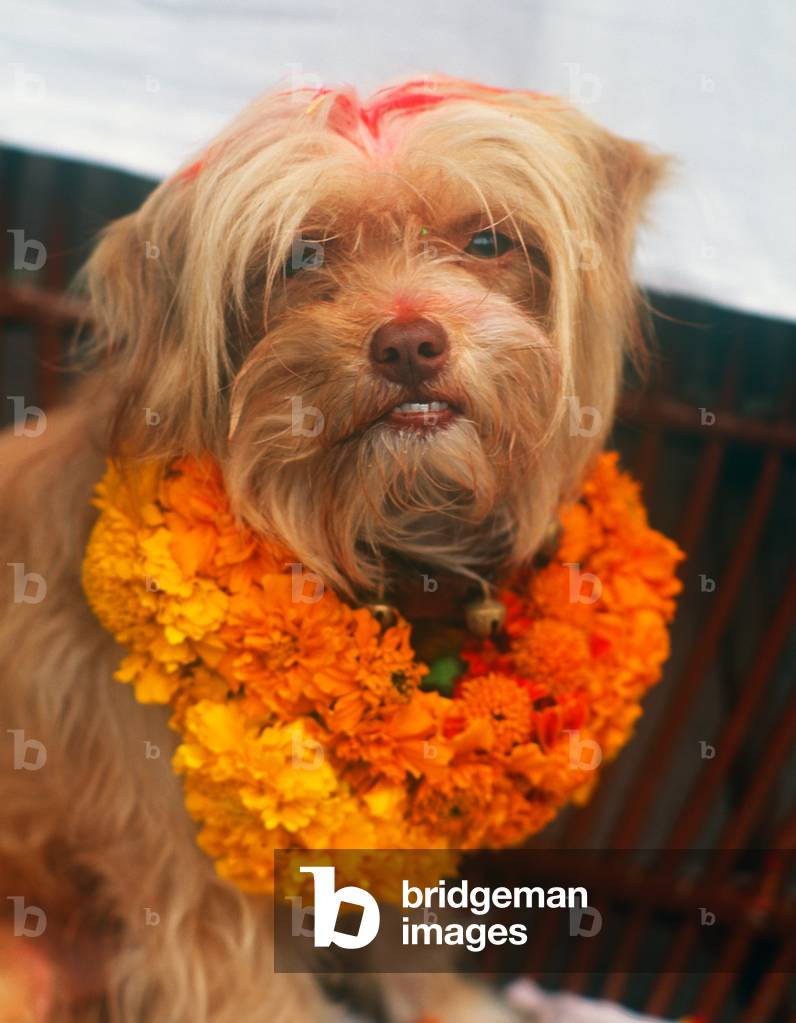 Worship of the Dog, Tihar Festival, Katmandu, Nepal (photo)