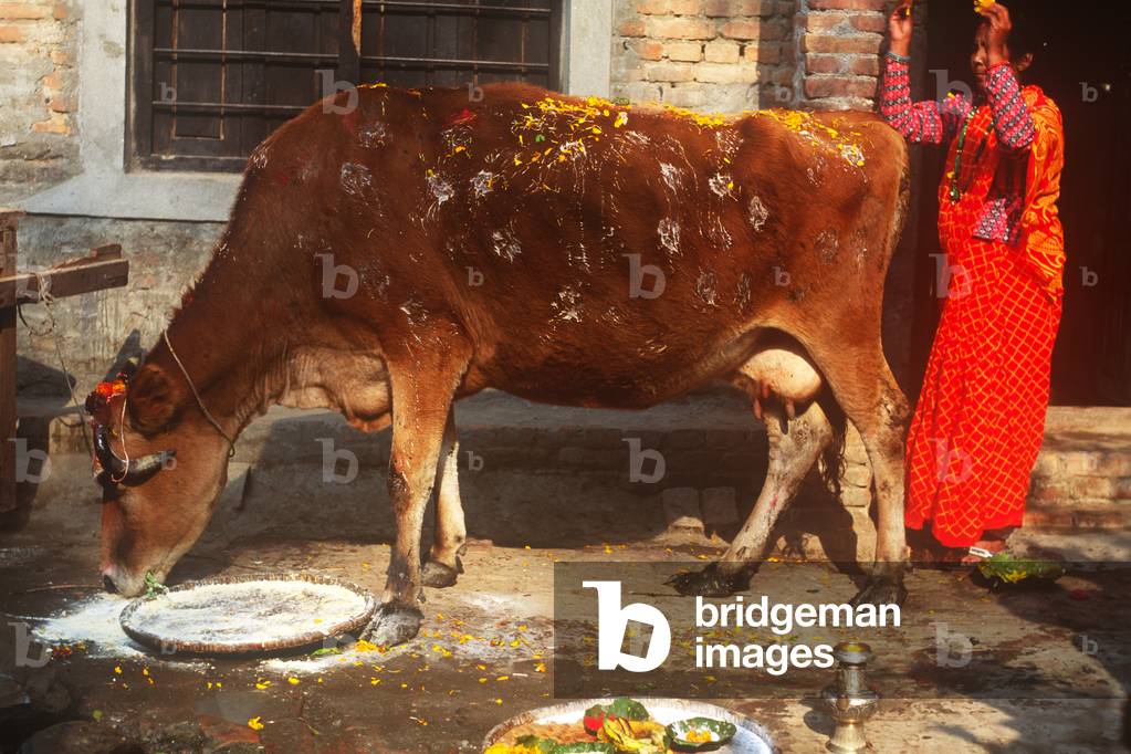 Worship of the Cow, Tihar Festival, Katmandu, Nepal (photo)