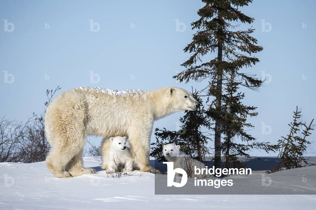 Polar Bear and Cubs, 2018 (photo print on canvas)