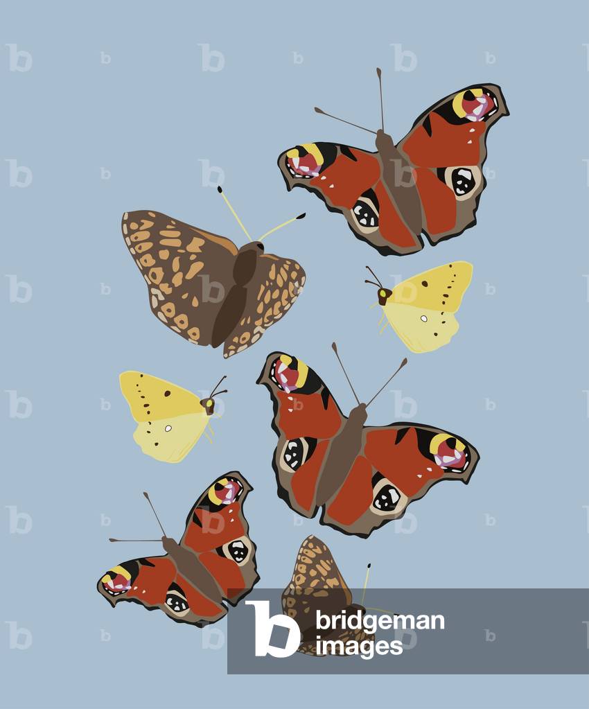 Butterflies, 2019