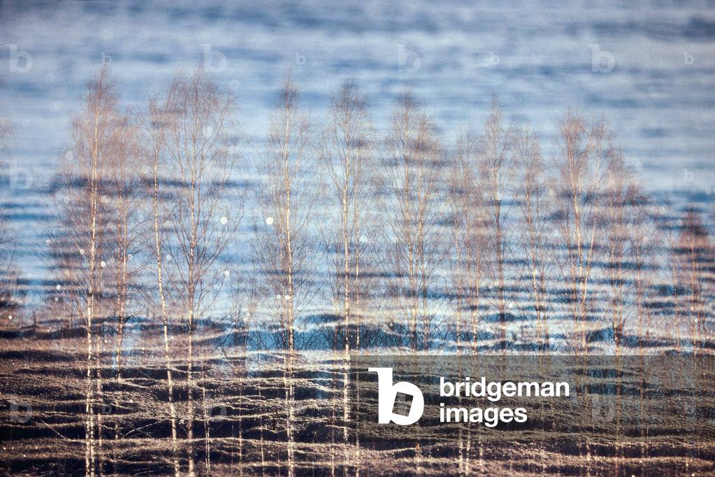 Snow and Birch Silver, 2019 (analogue double exposure photograph)