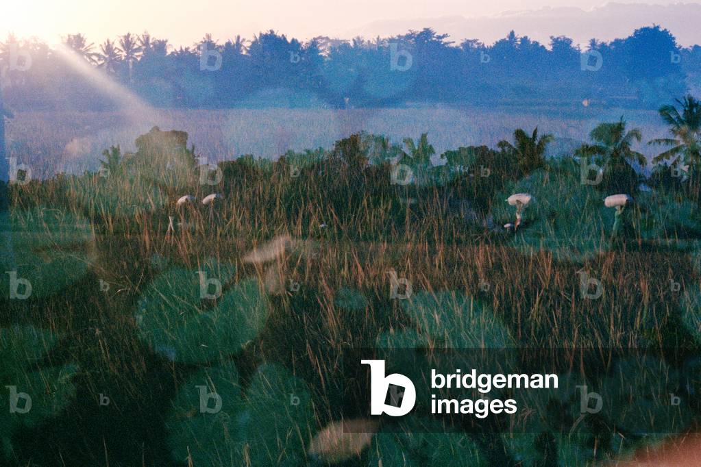 Lotus: From Mud To Flower, 2014 (analogue triple exposure photograph)