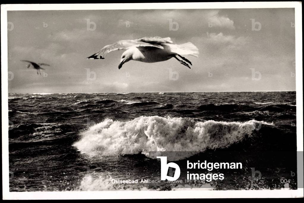 seaside resort Ahlbeck, seagull in flight, seagulls, waves, clouds