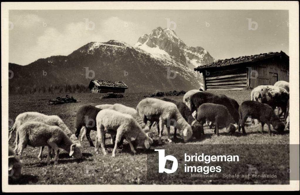 Mittenwald Upper Bavaria, Sheep on the pasture, Mountains, Alps