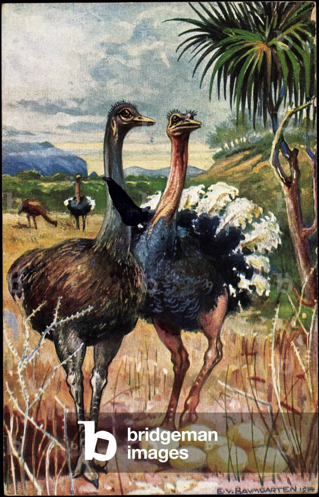 Künstler e.V. Baumgarten, ostriches protect eggs in South West Africa