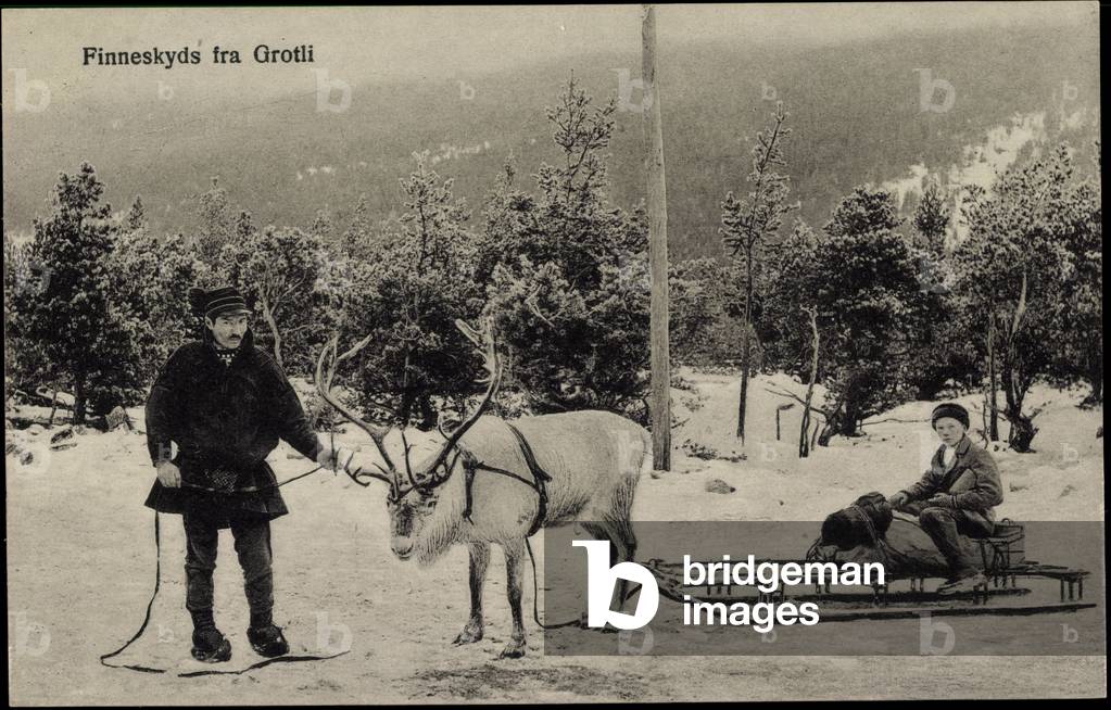 Grotli Norway, Finneskyds fra Grotli, Elk pulls a sled, winter