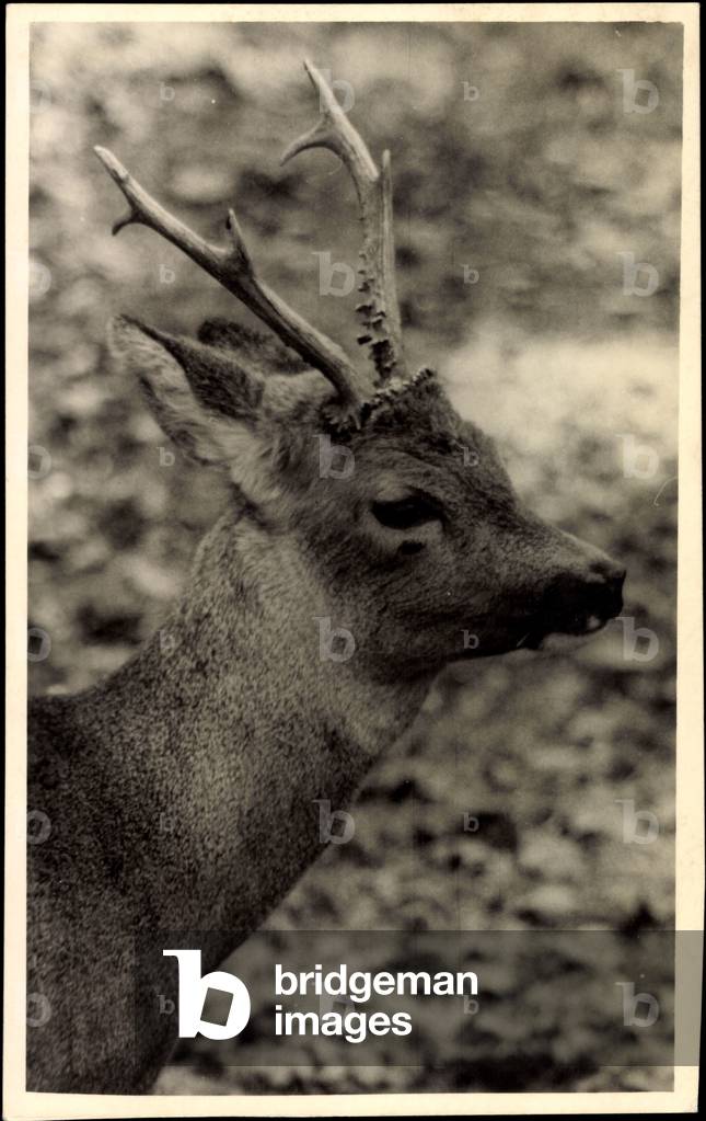 Deer, side view of a young deer, deer antlers