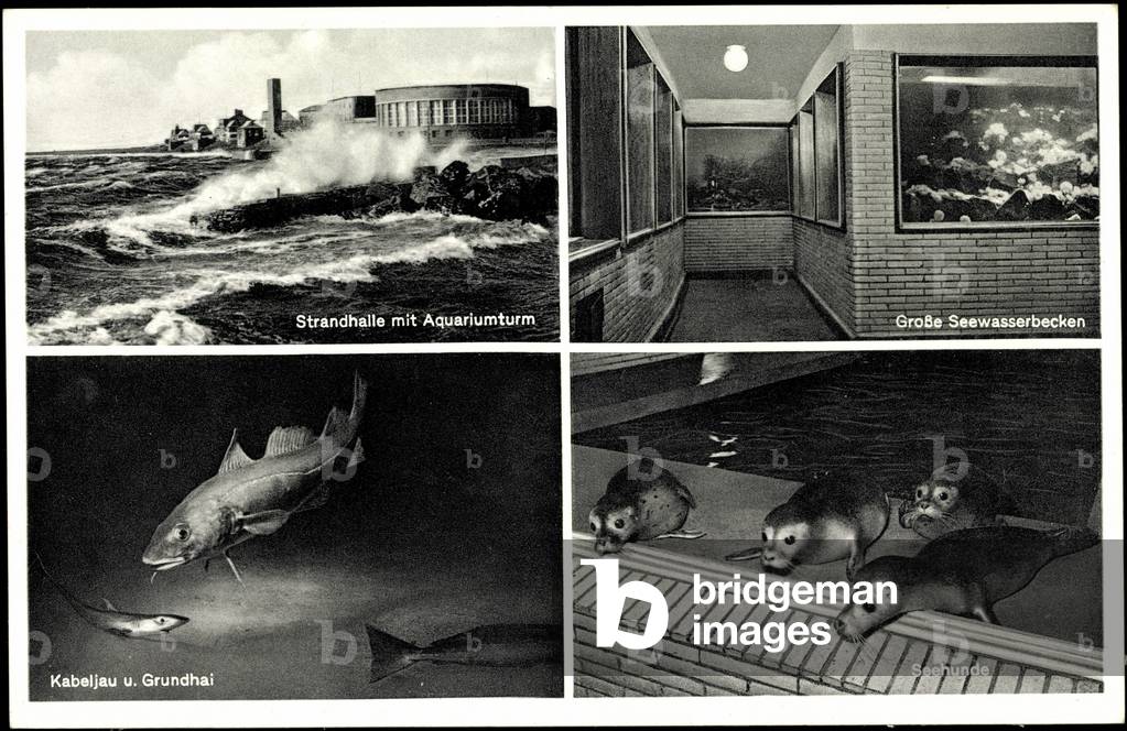 Wilhelmshaven, Seawater Aquarium, Seals, Ground Shark