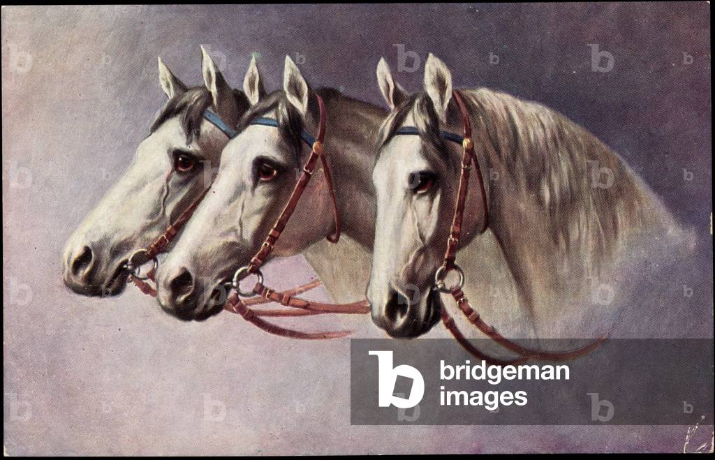 Horse, three mold from the side profile with harness