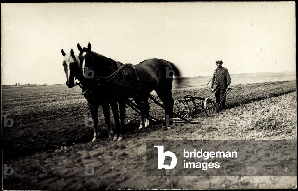 Photo Horses on the field, agriculture, plough
