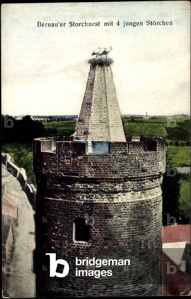 Bernau b. Berlin, stork nest with 4 young storks, tower