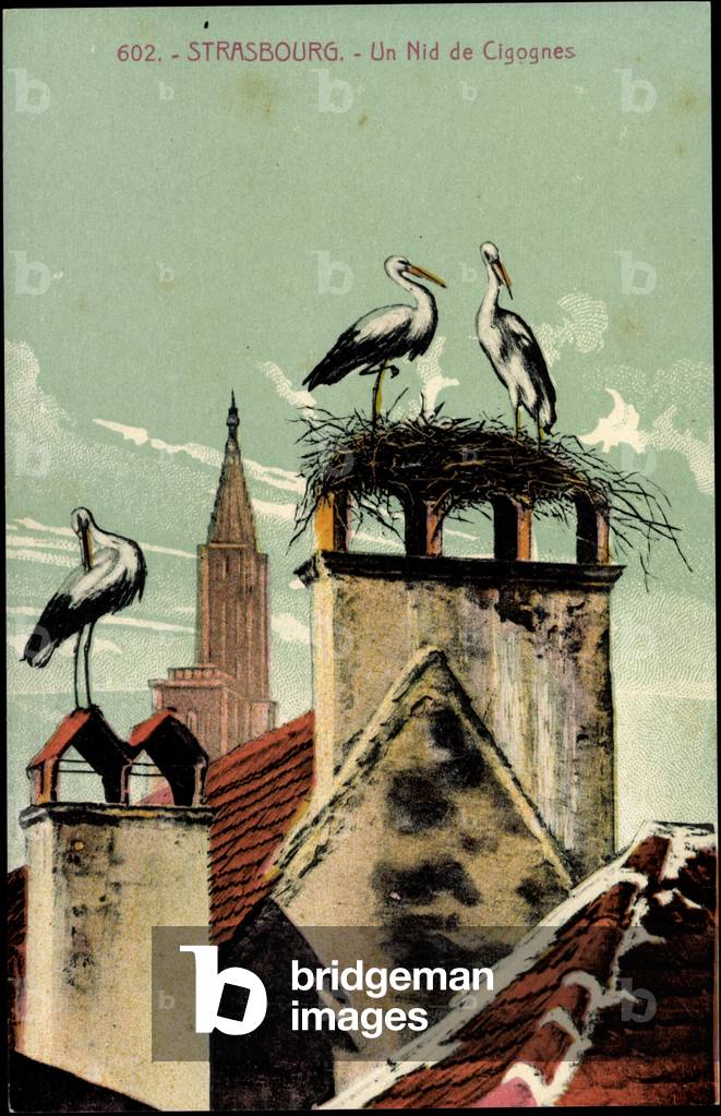 Strassbourg Elsaß Bas Rhin, A Stork's Nest, Storchennest