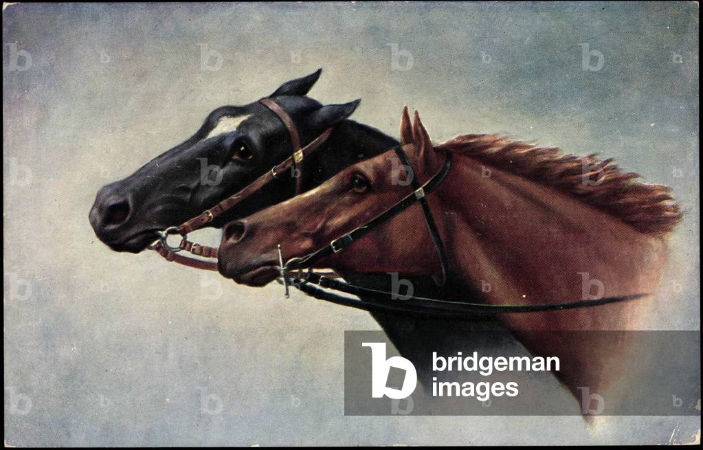 Horse, brown and black horse, spotted with harness