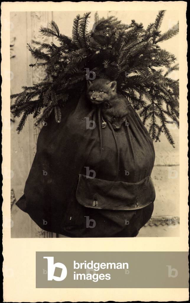 Two Little Foxes in a Backpack, Fir Branches